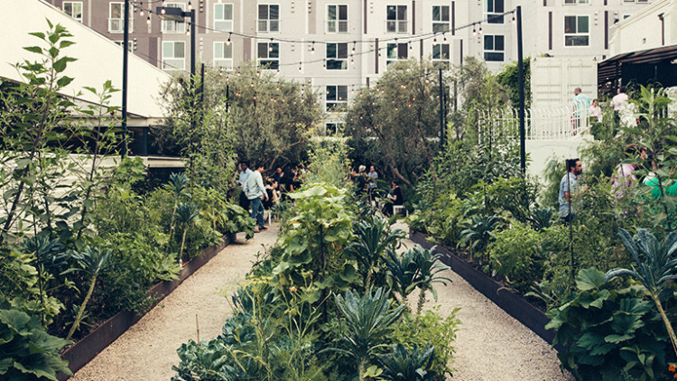 A view of the garden