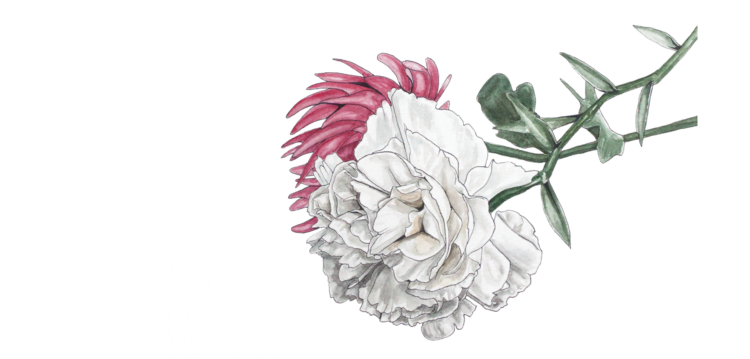 illustration of white carnation