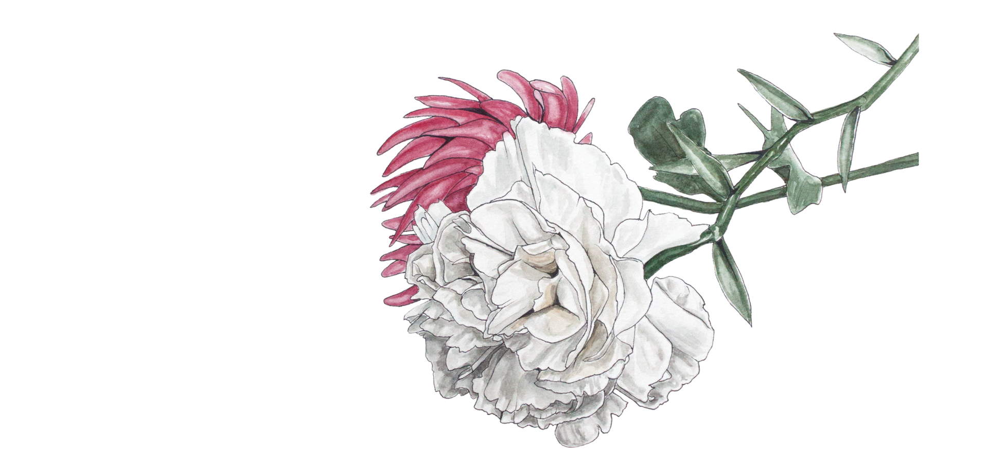 illustration of white carnation