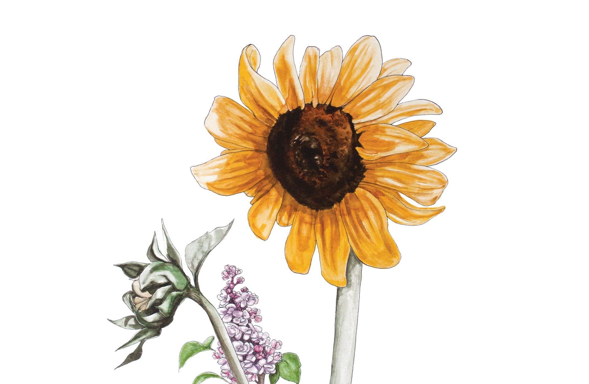 illustration of sunflower