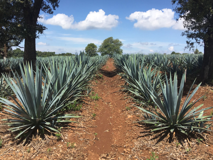 field of agave plants