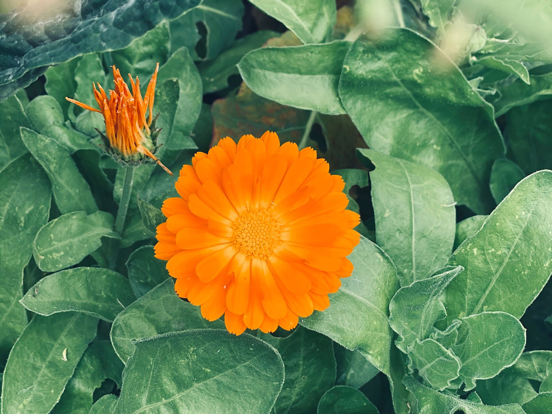 orange flowers in greenery