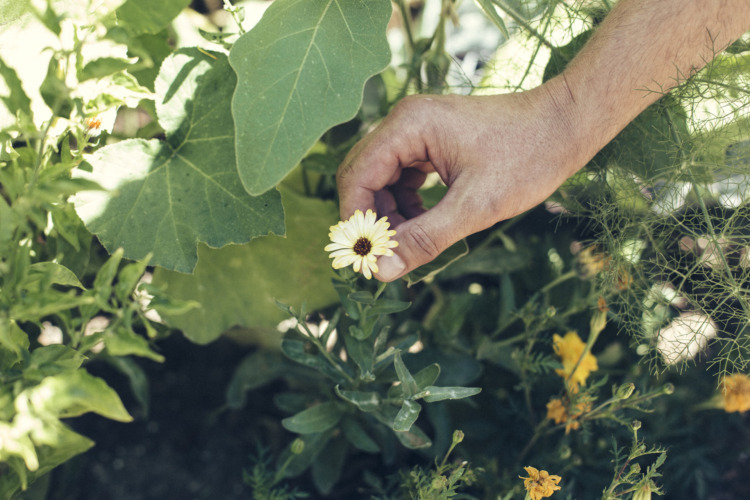 man's hand picking a yellow flower