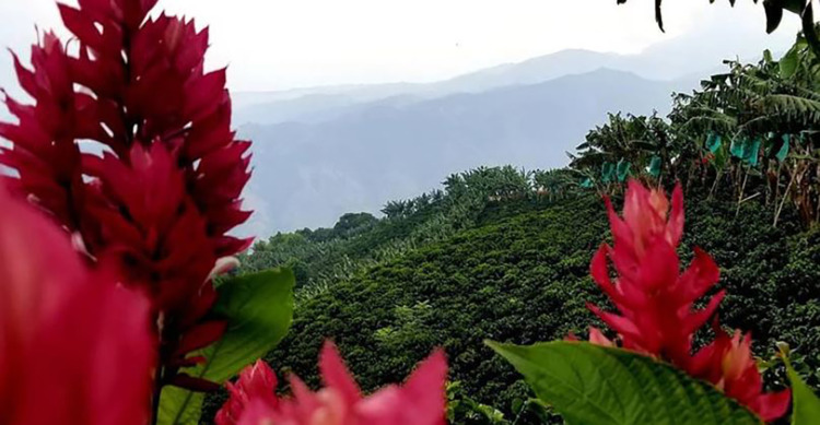 red flowers over a mountain