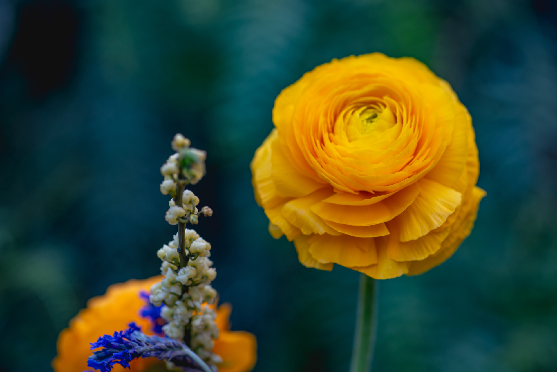 yellow flower on green background