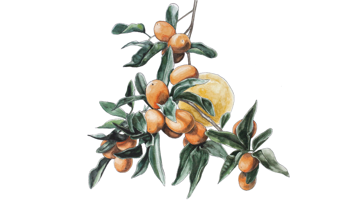 An illustration of oranges