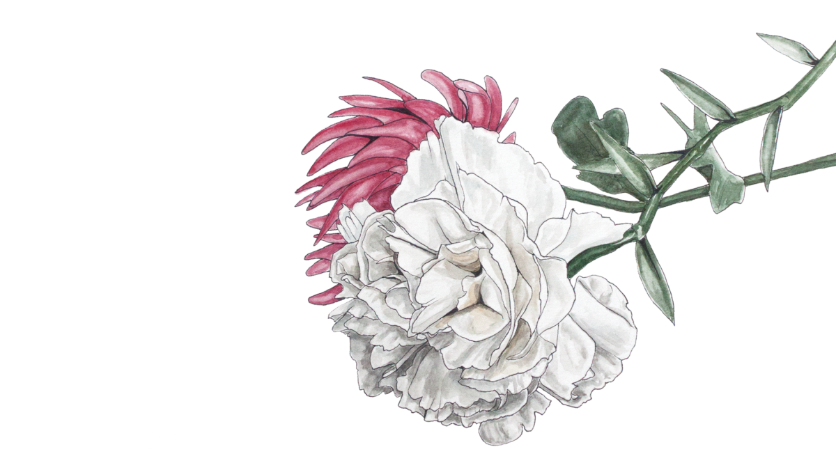 illustration of white carnation