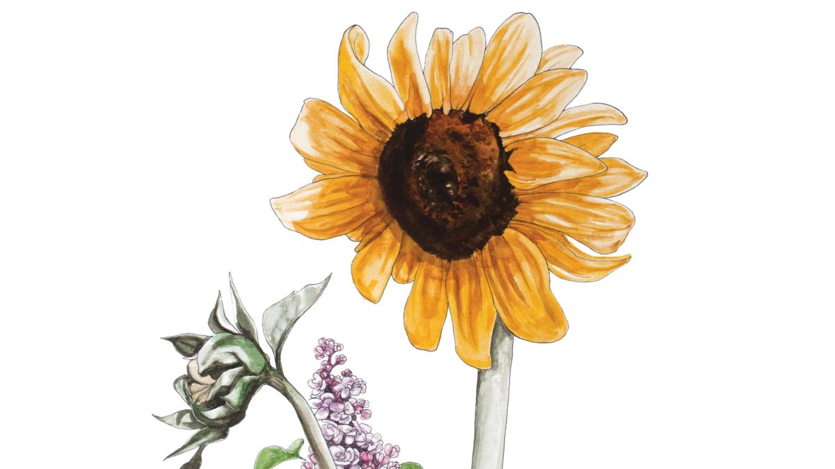 illustration of sunflower
