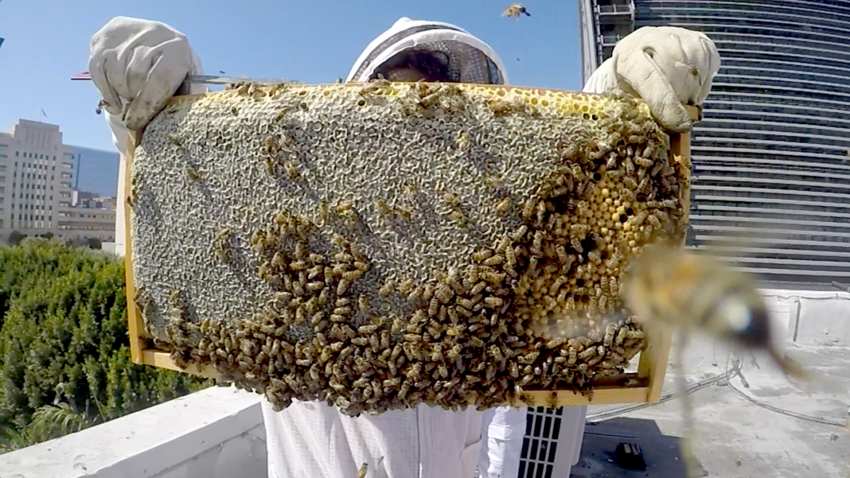 beekeeper holding up honeycomb filled with bees