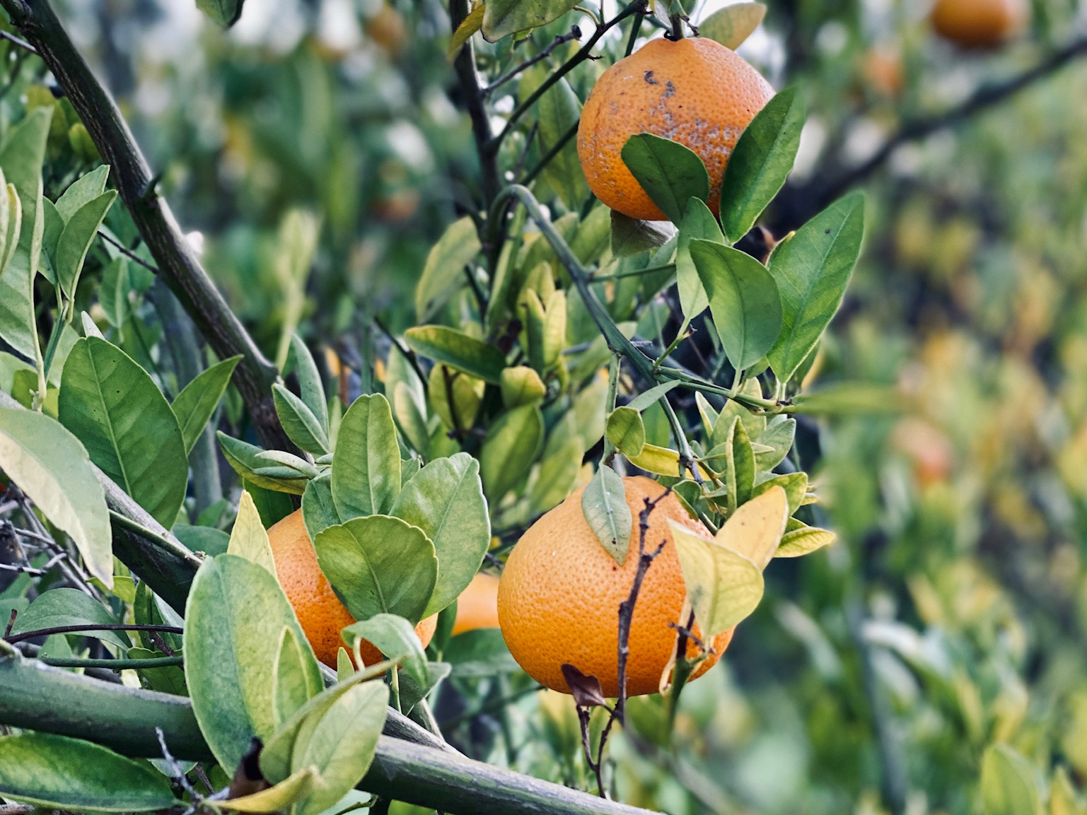 oranges on a tree